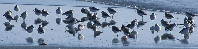 1-legged sanderlings defying gravity?