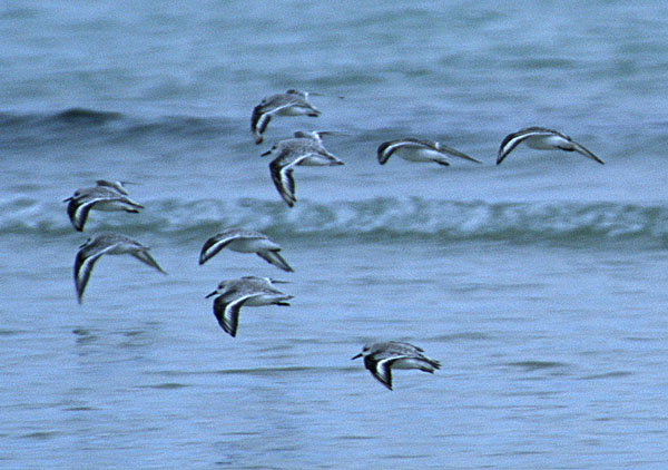 Another flight of sanderlings