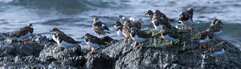 Turnstones